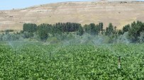 SALIH AYHAN - Sivas İl Özel İdaresi Tarım Sektörüne 55 Adet Proje Kazandırdı