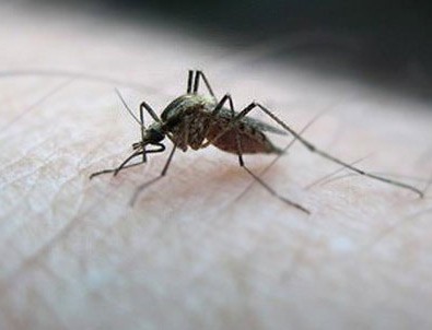 Burundi'den Zika Virüsü uyarısı
