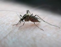 ZİKA VİRÜSÜ - Burundi'den Zika Virüsü uyarısı