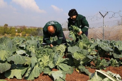 Gönüllü Serasından Dar Gelirlinin Sofrasına