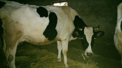 Kırklareli'nde Sığır Sayısı 146 Bin 924