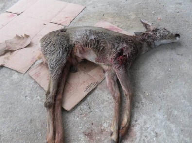 Köpekler Karacayı Telef Etti