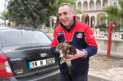 Tarlada Yaralı Şahin Buldu