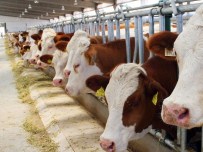 TÜİK Hayvansal Üretim İstatistiklerini Açıkladı