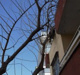 Ağaçta Mahsur Kalan Adamı İtfaiye Ekibi Kurtardı