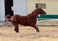 MURAT DURMAZ - Bu Da Altın Yumurtlayan AT