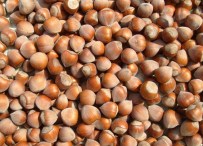 Üreticiye 'Fındığı Satmayın' Çağrısı