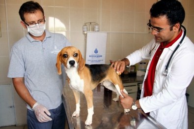 Yaralı Sokak Hayvanlarına 'Hasta Nakil Aracı'