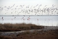 FLAMİNGO - Burası Da Flamingo Cumhuriyeti