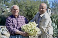 Büyükşehir'in Dağıttığı Nergis Soğanları İlk Çiçeklerini Açtı