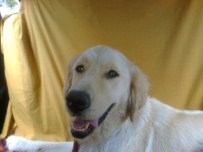 KAÇIRILMA - Felçli Adamı Ayağa Kaldıran Köpeği Bulana Ödül