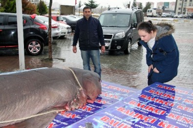 Köpek Balığı Kanser Hastalarına Şifa Olacak