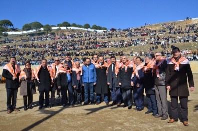 Yenipazar Deve Güreşleri Nefes Kesti