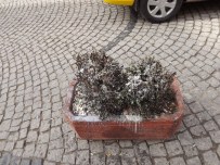 TUTKAL - Hamamyolu'nda Hayret Uyandıran Bir Olay