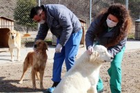 BOXER - Saf Kan Köpekler Sahiplenilmeyi Bekliyor