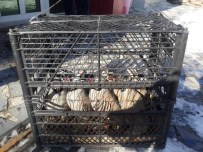 Van'da Keklik Operasyonu