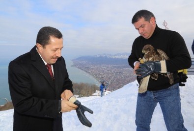 Yaralı Şahinler Tedavinin Ardından Doğaya Kavuştu