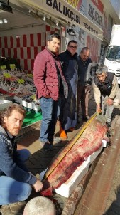 2.5 Metrelik Dev Yayın Balığı İlgi Odağı Oldu