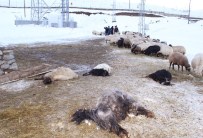 Başıboş Köpekler Sürüye Daldı