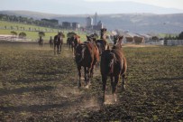 YARIŞ ATI - Milyon Dolarlık Atlara Daha Yakından Bakmak Artık Mümkün