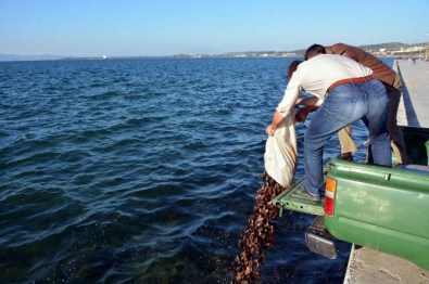 Kaçak Deniz Patlıcanı Avcılarına Operasyon