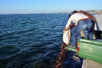 Kaçak Deniz Patlıcanı Avcılarına Operasyon