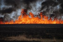 YANGıN YERI - Kuş cenneti yanıyor