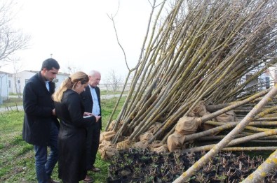 Lapseki'de Ağaçlandırma Çalışmaları