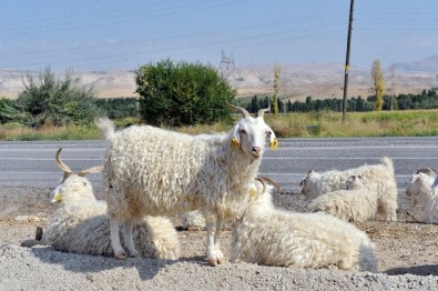 Ankara Kuzusu Ve Oğlağı ETİ Marka Oluyor
