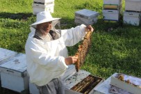 BAHAR HAVASI - Aydın'da Arılar Sezona 45 Gün Erken Başladı