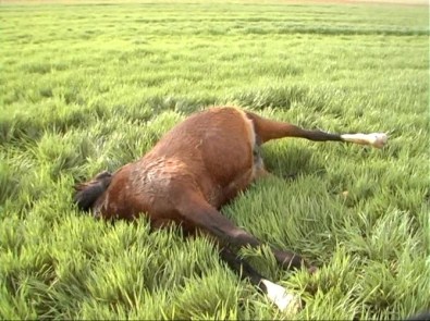 Buğday Ekili Tarlaya Giren AT Vurularak Telef Edildi