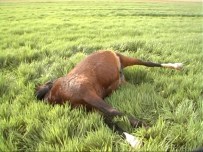 Buğday Ekili Tarlaya Giren AT Vurularak Telef Edildi