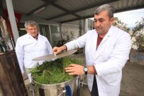 Çam Yaprakları, Orman Köylüsüne Para Kazandıracak