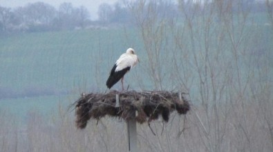 Çan'da Köylüler Tarafından Yapılan Yuvaya İlk Leylek Geldi