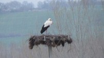 Çan'da Köylüler Tarafından Yapılan Yuvaya İlk Leylek Geldi
