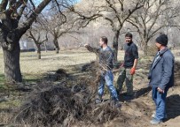 Ceviz Fidanlarından Adilcevaz Ekonomisine Katkı