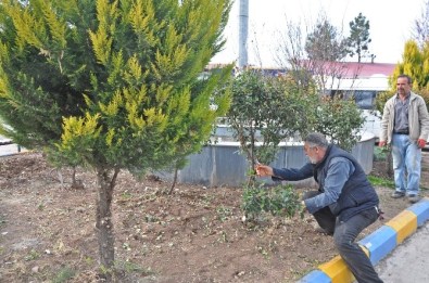 Gölbaşı İlçesinde Ağaçların Budama Sezonu Başladı