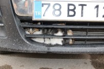 Karabük'te Kedi Kurtarma Operasyonu