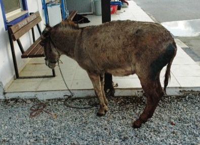 Köpeklerin Saldırdığı Eşeği Hayvan Sever Kadınlar Kurtardı