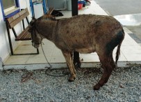 Köpeklerin Saldırdığı Eşeği Hayvan Sever Kadınlar Kurtardı