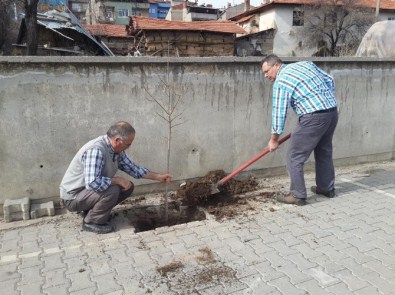 Şehitler Ortaokulu Bahçesine Fidan Dikildi