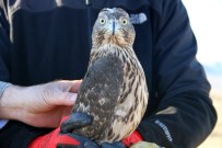 Yaralı Çakır Tedavi Edilerek Doğaya Salındı