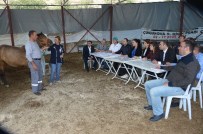 Yılkı Atları İle Engelli Çocuklara Terapi İçin Personel Eğitiliyor