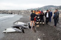 Zonguldak'ta Yunus Balıkları Karaya Vurdu