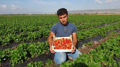 Açıkta Çilek Hasadı Başladı