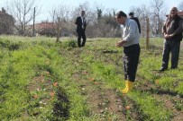 LALE SOĞANI - Bartın'da 2 Çiftçi Lale Soğanı Yetiştirmeye Başladı