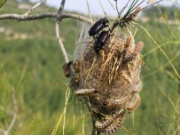 ÇAM KESE BÖCEĞİ - Çam Kese Böceği İle Biyolojik Mücadele Devam Ediyor