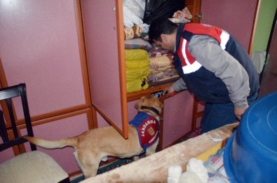 Dedektör Köpekli Uyuşturucu Operasyonu
