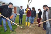 PİRİ REİS - Gelibolu'da Yağmur Altında Fidan Diktiler