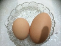 MÜNEVVER - Görenleri Hayrete Düşürüyor